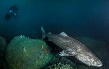 Slika od Stoljećima stari grenlandski morski psi mogli bi čuvati tajnu dugovječnosti i za čovjeka