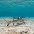 Slika od Tajna je u vodi: Znanstvenici iznenađeni rezultatima analize morskih pasa uz obalu Brazila
