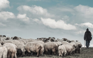 Slika od Tuzlanski poljoprivrednici dobili ‘električne pastire’