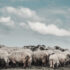 Slika od Tuzlanski poljoprivrednici dobili ‘električne pastire’