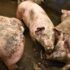 Slika od U Hercegovini se pojavila afrička svinjska kuga