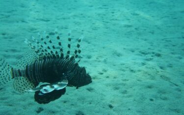 Slika od U Jadranu su se pojavile morske otrovnice. Ne napadaju ljude, ali susret s njima krije opasnost