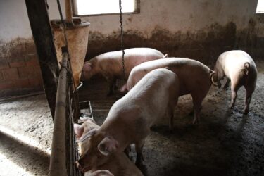 Slika od U susjedstvu otkriveni prvi slučajevi svinjske kuge: Ministarstvo poslalo važan apel