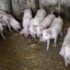 Slika od U tijeku je usmrćivanje svinja: Afrička svinjska kuga potvrđena u Retkovcima