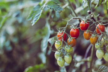 Slika od Uz samo jedan sastojak koji ima svaka kuhinja otkrijte jesu li rajčice i krastavci puni pesticida