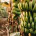 Slika od Uzgoj manga i banana u Hrvatskoj? Poljoprivrednici na udaru klimatskih promjena