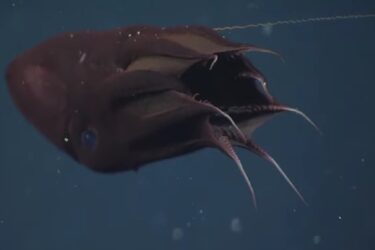 Slika od Vampir iz dubokog mračnog oceana ima jezivo plavo oko: ‘Ovo je nova vrsta’