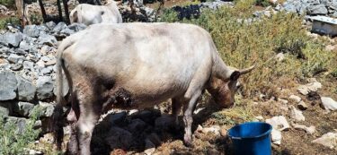 Slika od Vapaj krave Milave: ‘Muuu… Jedva sam preživjela napad čopora vukova, izgrizli su mi vime, ministre Dabro, pomagaj!‘