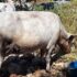 Slika od Vapaj krave Milave: ‘Muuu… Jedva sam preživjela napad čopora vukova, izgrizli su mi vime, ministre Dabro, pomagaj!‘