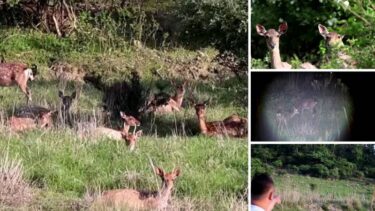 Slika od VIDEO Invazija jelena na otok u Južnoj Koreji: ‘Ima ih 7 puta više nego ljudi, pomozite nam!’