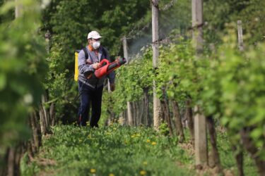 Slika od Vinogradari oprez! Stižu pepelnica, plamenjača i pepeljasti moljac, evo kojim sredstvima ćete spasiti grozdove