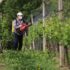 Slika od Vinogradari oprez! Stižu pepelnica, plamenjača i pepeljasti moljac, evo kojim sredstvima ćete spasiti grozdove