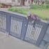 Slika od Vitalna Kineskinja (92) preskočila dva metra visoku ogradu i pobjegla iz staračkog doma