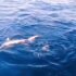 Slika od ‘Zadnji napad je bio 2008.’: Koliko je morskih pasa u Jadranu? Ove 3 vrste su opasne za ljude