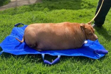 Slika od Žena na Novom Zelandu zatvorena zbog prekomjernog hranjenja psa koji se od toga razbolio i umro: imao je 54 kg