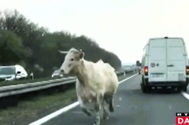 Slika od Životinje su stalna opasnost na našim cestama. Kako reagirati? Evo što kaže stručnjak!