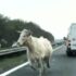 Slika od Životinje su stalna opasnost na našim cestama. Kako reagirati? Evo što kaže stručnjak!