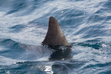 Slika od Znate li kako izgledaju najveći morski psi na svijetu? Jedna vrsta je viđena u Jadranu