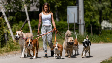 Slika od Bila je “Ponos Hrvatske”, inspekcija joj je našla niz prekršaja. Ne piše joj se dobro