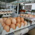 Slika od Jezivo je što nam podvaljuju u trgovačkim lancima: Za ovu prevaru s jajima malo tko zna