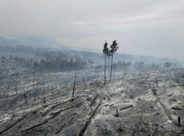 Slika od Pogledajte kako izgleda opožareno područje Parka prirode Biokovo