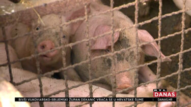 Slika od Potvrđen novi slučaj afričke svinjske kuge. Oglasilo se Ministarstvo poljoprivrede