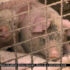 Slika od Potvrđen novi slučaj afričke svinjske kuge. Oglasilo se Ministarstvo poljoprivrede