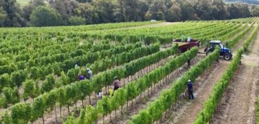 Slika od RTL s enolozima od vinograda do laboratorija: Zašto je berba počela mjesec dana ranije?