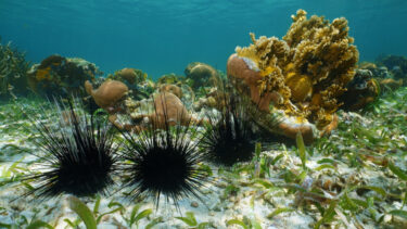 Slika od Što učiniti ako stanete na morskog ježa? Neki ispuštaju otrov, evo kako se zaštititi
