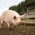 Slika od Svinjogojci u strahu: Novi slučajevi svinjske kuge u Slavoniji