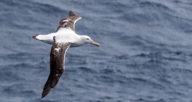 Slika od U Južnoj Africi planiraju “bombardirati” miševe koji jedu žive albatrose