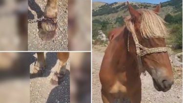 Slika od UZNEMIRUJUĆE SNIMKE: Konj vezan lancima i u mukama, otvorile se žive rane: ‘Kao iz hororca!’