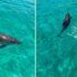 Slika od VIDEO Dupin na Krku plivao s djevojkom: ‘Riskirali smo jer se to događa samo jednom…’