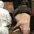 Slika od Virus afričke svinjske kuge mutirao u opasniji. Vlasnici: ‘Strahujemo, pazimo tko nam dolazi’