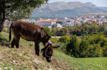 Slika od Dalmatinski tovar je simbol strpljenja i ustrajnosti, a ovaj sa šalom Hajduka je još i više u iščekivanju titule…