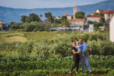 Slika od Mladi korčulanski vinari započeli najraniju berbu u povijesti otoka: ‘Loza mi je kao moje dijete, dajem joj svu ljubav‘