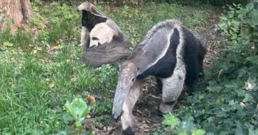 Slika od Mravojedica Ariel dobila je društvo. U zagrebački ZOO uselio se mužjak iz Češke