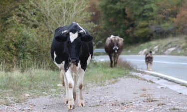 Slika od Oprez: Krava na autocesti A3