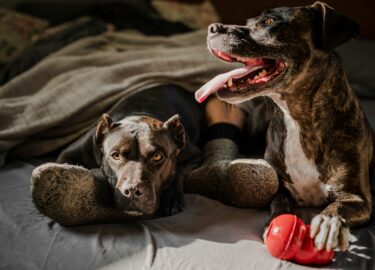 Slika od Ovih pet filmova će rastopiti srce svakog ljubitelja pasa