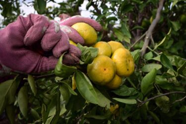 Slika od Proizvođači mandarina napokon zadovoljni: ‘Urod prepolovljen, ali kvaliteta izvrsna, treba zadržati ovu otkupnu cijenu‘