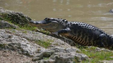 Slika od Staricu (84) napao aligator, ona bacila psa u zrak i golim se rukama suočila s reptilom: ‘Krenuo je kao torpedo!‘