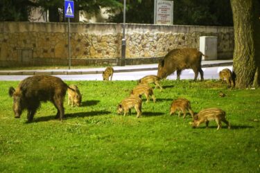 Slika od Sudarili ste se sa srnom ili divljom svinjom, nemojte očajavati, država plaća štetu, pogledajte što trebate uraditi