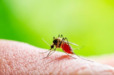 Slika od Sve više oboljelih od virusa Zapadnog Nila u Srbiji. Neki su se zarazili u Grčkoj, dovoljan je ubod komarca…