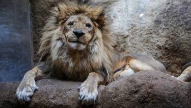 Slika od Tuga u zagrebačkom ZOO-u: ‘Napustio nas je naš lav Leo’