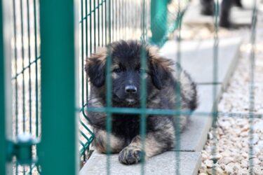 Slika od Udomili ste ljubimca iz azila, ali dogodilo vam se neplanirano: možete li im ga vratiti ili….?