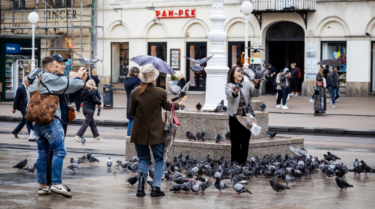 Slika od Unatoč kiši Zagreb je danas pun ljudi, turisti su oduševljeni golubovima