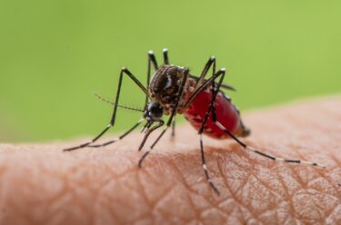 Slika od Virusna infekcija koje je sve češća u Europi. Evo kako prepoznati ovu tropsku bolest