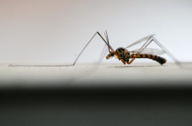 Slika od Znate li kako vas komarci lociraju i napadaju? Otkriveno čime se koriste