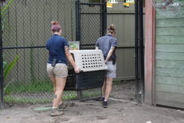 Slika od Desetak djelatnika ZOO-a u Tampi uragan Milton dočekalo sa životinjama