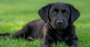 Slika od Muškarac iznenadio suprugu štenetom labradora. Njezina reakcija je neprocjenjiva